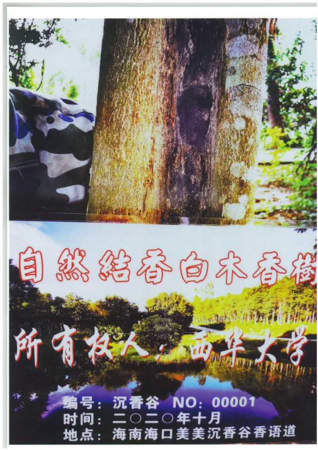 30 凌巧 自然结香白木香树所有权（编号：沉香谷NO00001）